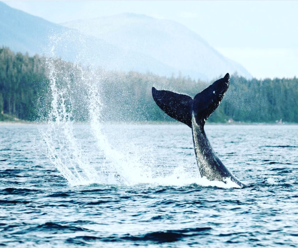 Whale Tail in Alaska