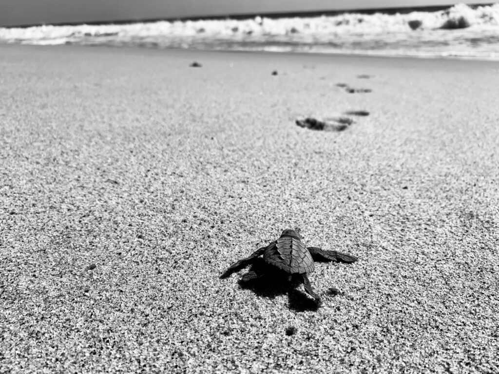 Turtles in Mazunte
